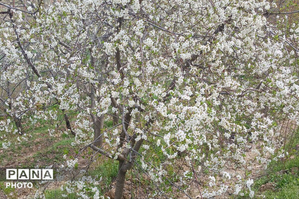 شکوفه‌های بهاری استان خراسان شمالی 