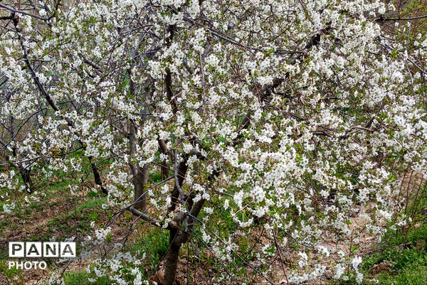 شکوفه‌های بهاری استان خراسان شمالی 