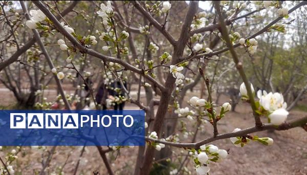 رویداد آیین باستانی سیزده بدر نیشابور در روز طبیعت از  قاب خبرنگاران پانا
