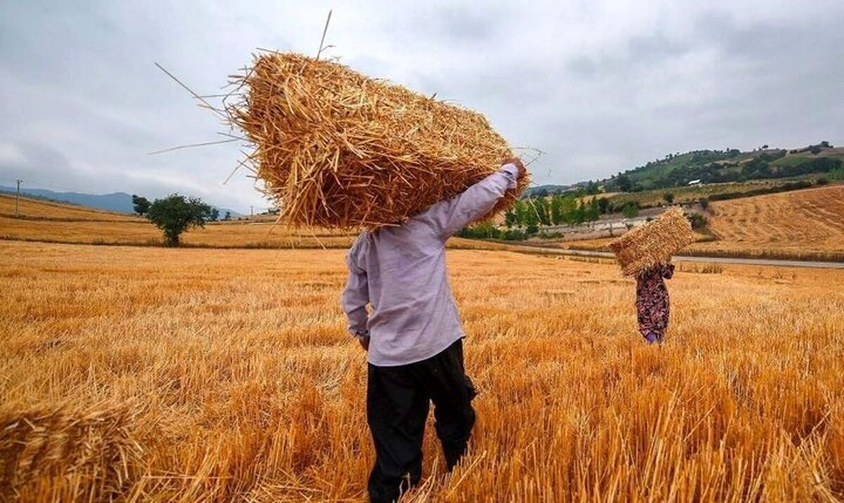 ثبت سفارش گندم فردا آغاز می‌شود