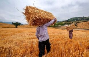۸۷ درصد مطالبات گندم‌کاران پرداخت شد
