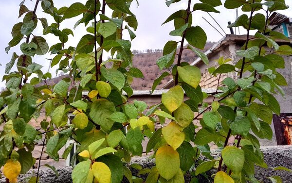 بازگشت باران به میانکوه پس از ماه‌ها خشکسالی