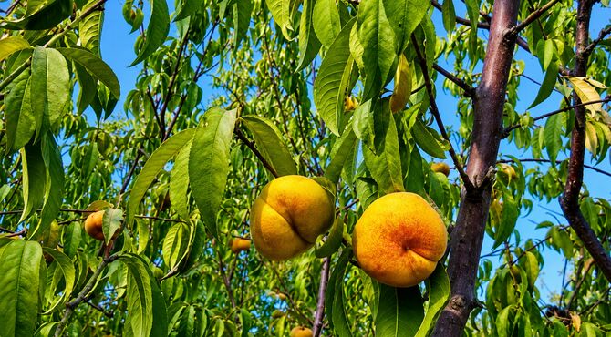 کمک هوش مصنوعی و سلول های بنیادی  به سلامت گیاهان 