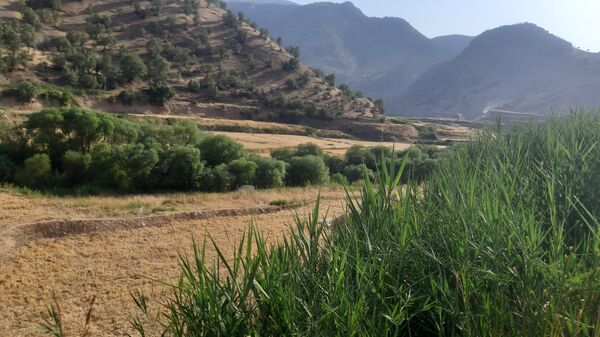 برداشت گندم در روستای بیدله