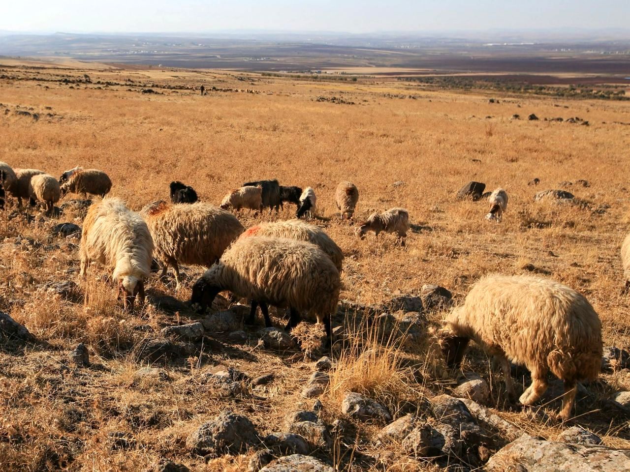 دامپروری در خواف؛ از ناتوانی در برابر خشکسالی تا فریاد بی‌صدای دامداران