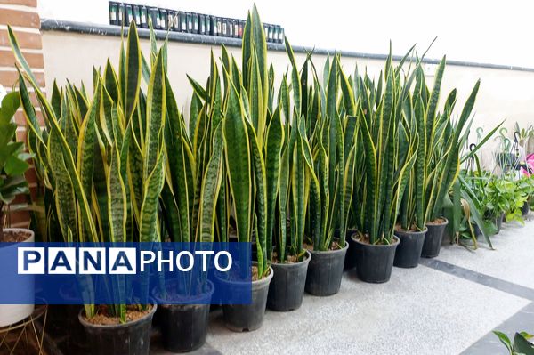 نمایشگاه گل و گیاه در نمایشگاه دائمی قرچک