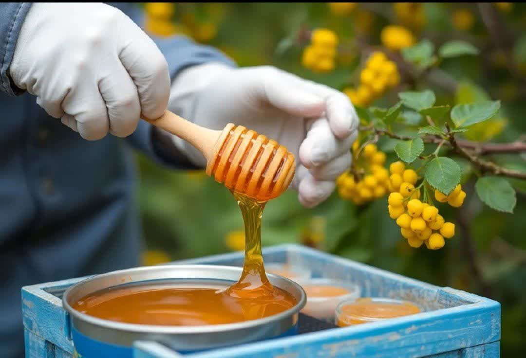 آذربایجان شرقی با تولید ۱۸ هزار تن عسل، رکوردار کشور شد