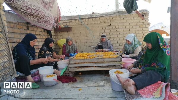 روند برداشت و آماده سازی آلو در شهربار 