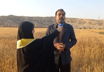 برداشت گیاهان گندم و جو در شهرستان جم