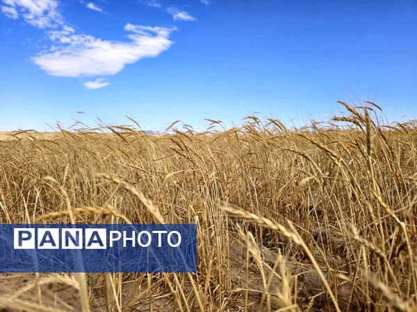 بازدید برداشت گندم در شهرستان فاروج