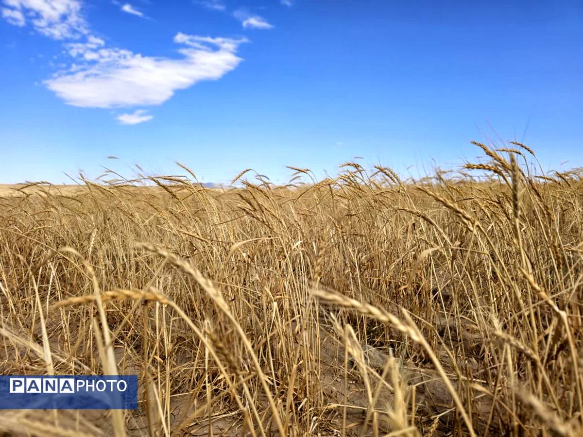 بازدید برداشت گندم در شهرستان فاروج