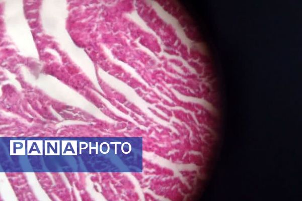 یازدهمین همایش «آشتی با علم» در پژوهش‌سرای کاوش کهریزک