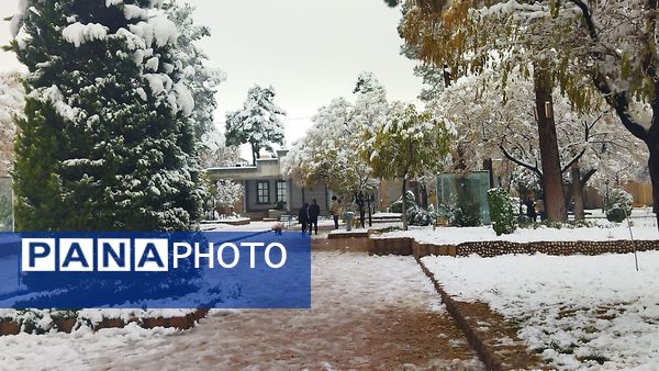 درختان طلایی ، سفید پوش شدند 