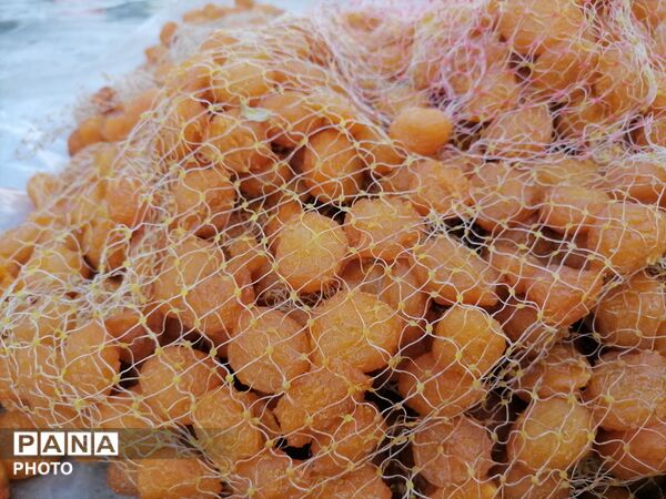 روند برداشت و آماده سازی آلو در شهربار 