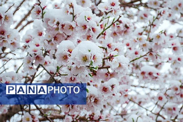 نسر در آغوش برف بهاری؛ زیبایی طبیعت دوچندان شد 