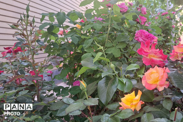 گل‌های زیبای بهاری
