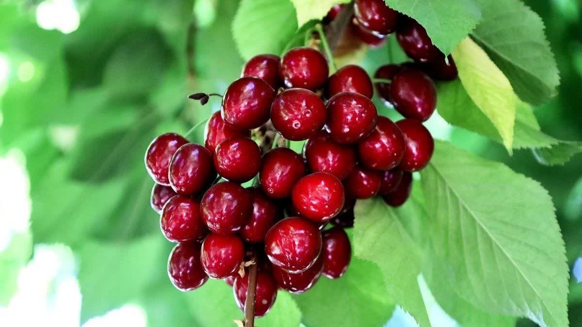 گیلاس؛ یاقوت سرخ باغ‌های ایران