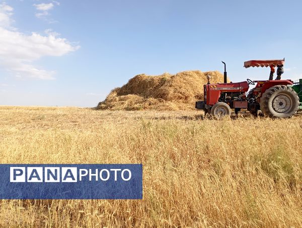 برداشت گندم در روستای گزکوه