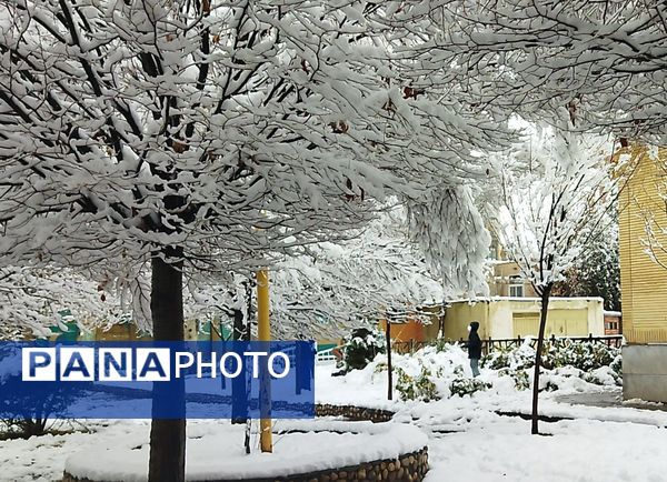 درختان طلایی ، سفید پوش شدند 