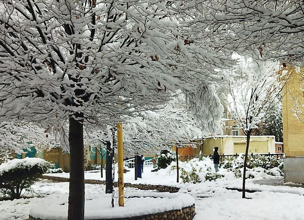 درختان طلایی ، سفید پوش شدند 