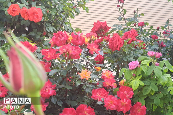 گل‌های زیبای بهاری