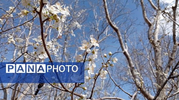 آوای گوش‌نواز بهار در طبیعت شهرستان‌بن