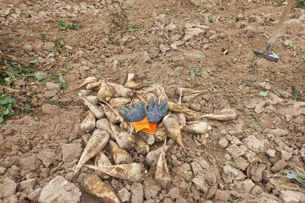 برداشت چغندرقند در روستای مفرنقا