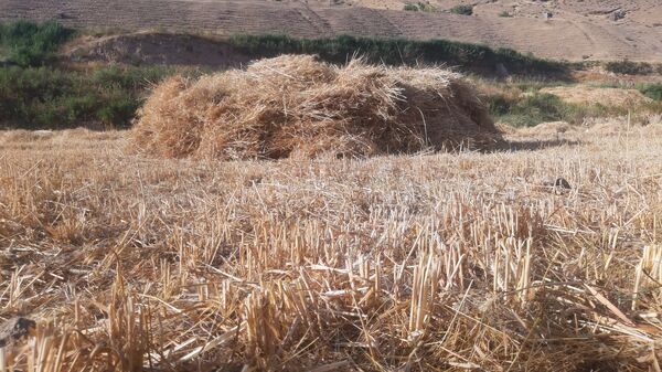 برداشت گندم در روستای بیدله