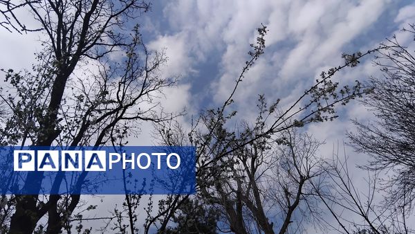 گل‌ها و درختان در شکوفایی