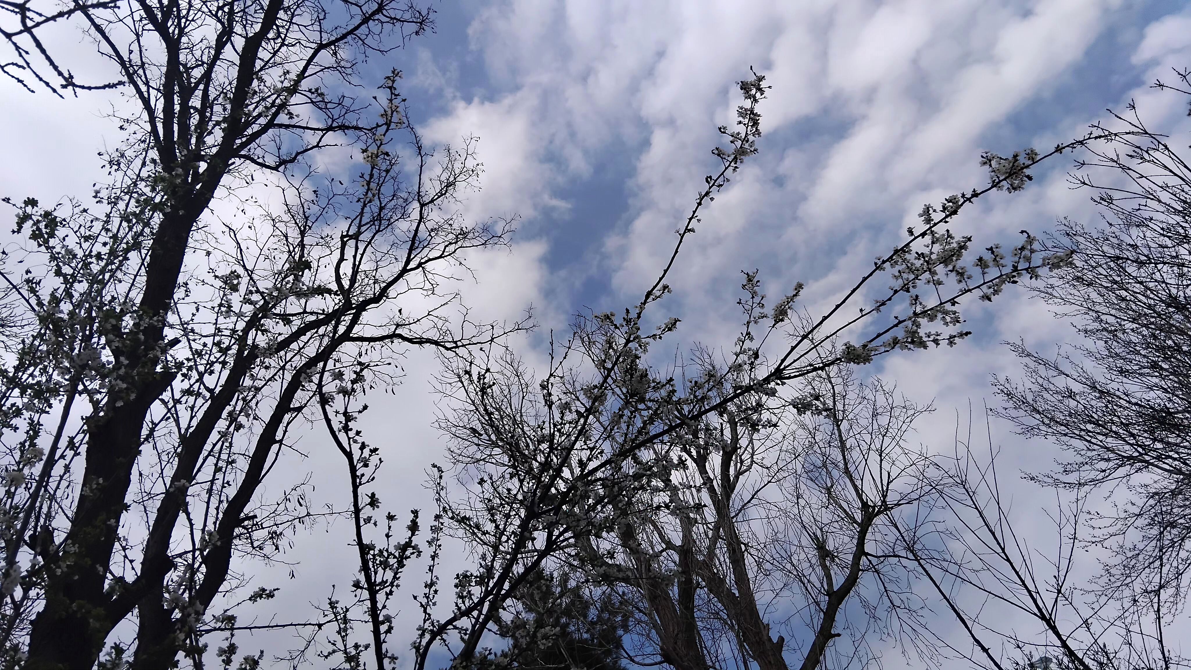 گل‌ها و درختان در شکوفایی