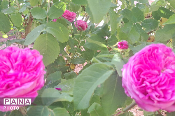 گل‌های زیبای بهاری