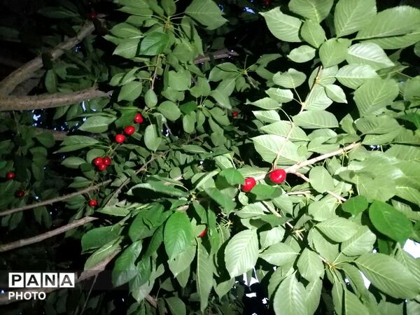 اینبار طبیعت زیبای شهر بار نیشابور در قاب پانا