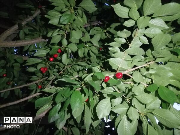 اینبار طبیعت زیبای شهر بار نیشابور در قاب پانا