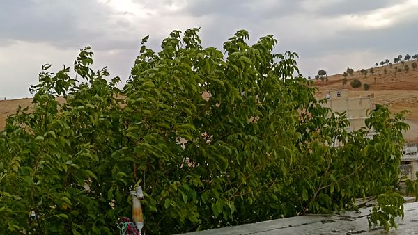 اولین بارش تابستانه در روستای کینک
