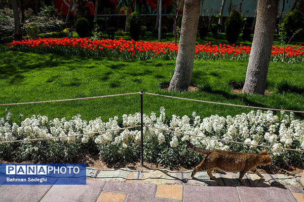 جشنواره لاله ها در کرج
