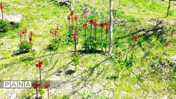 قلعه‌تک در اردیبهشت؛ جادوی باران و شکوفه