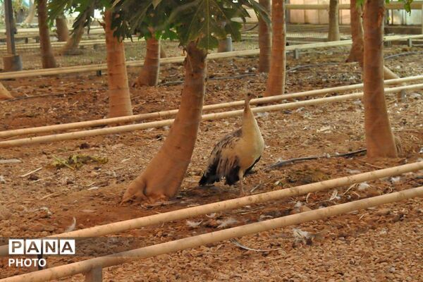 بازدید فرماندار ورامین و معاون گردشگری وزارت میراث از مزارع استوایی پاپایا در شهرستان ورامین 