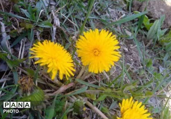 دالان بهشت شهر گهرو ؛نگین گردشگری منطقه