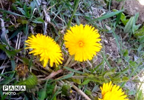 دالان بهشت شهر گهرو ؛نگین گردشگری منطقه