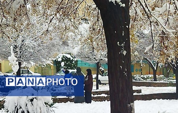 درختان طلایی ، سفید پوش شدند 