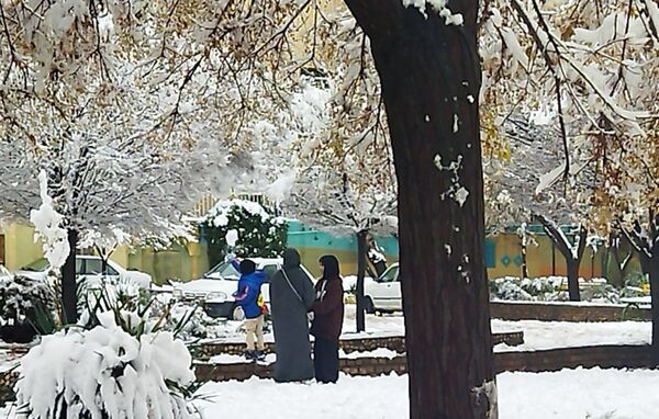 درختان طلایی ، سفید پوش شدند 