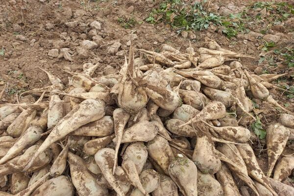 برداشت چغندرقند در روستای مفرنقا