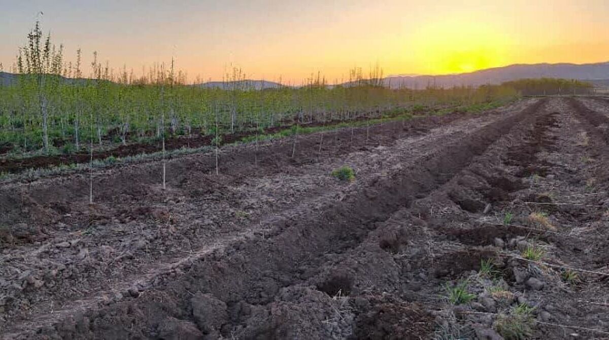 حرکت سبز در راستای توسعه پایدار؛ کاشت ۱۰ هزار نهال صنوبر در تصفیه‌خانه فاضلاب توسرکان