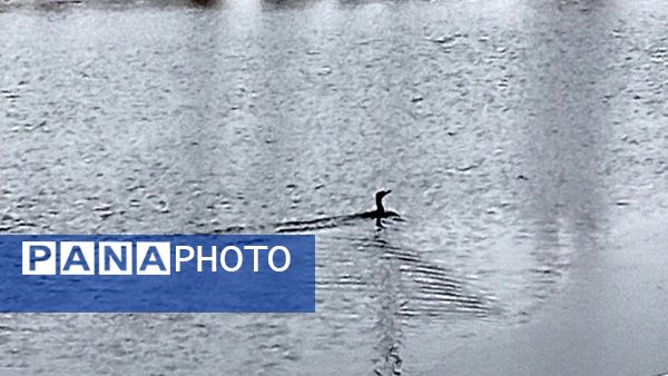 گرداب بن زیر چتر سپید برف