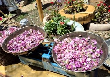 جشنواره محصولات خانگی کوهسار در روستای سپیداران