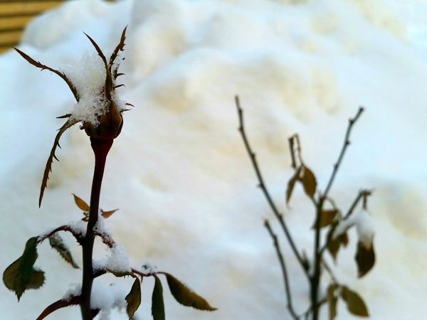 بارش برف آخرین ماه زمستان در آذربایجان شرقی