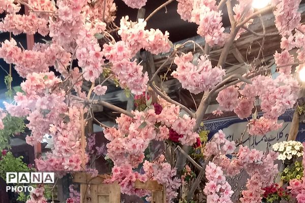 آغاز سمفونی گل و گلاب در مهد گل محمدی