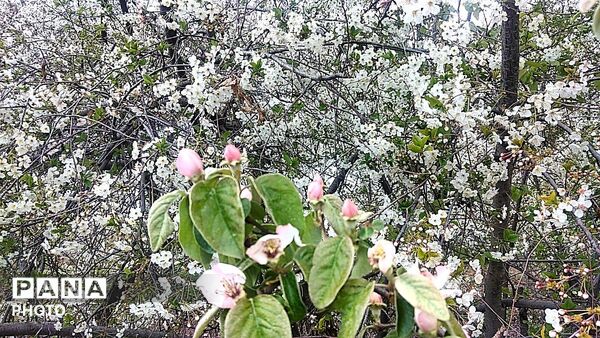 رویش شکوفه ها در روستای عیش آباد