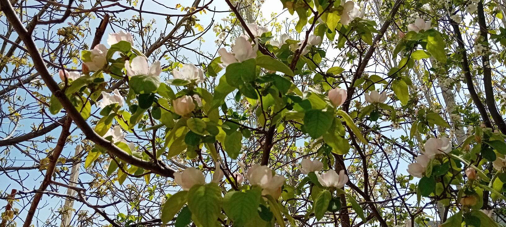 شکوفه‌های بهاری در شهرستان سملقان