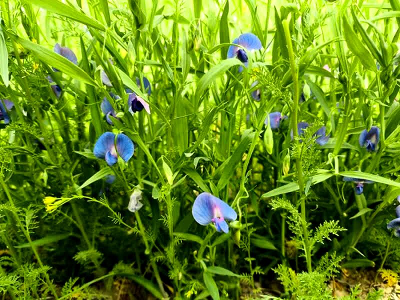 برداشت لگوم علوفه‌ای خلر برای اولین بار در بیضا